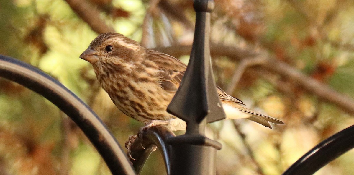 Purple Finch - ML642912214