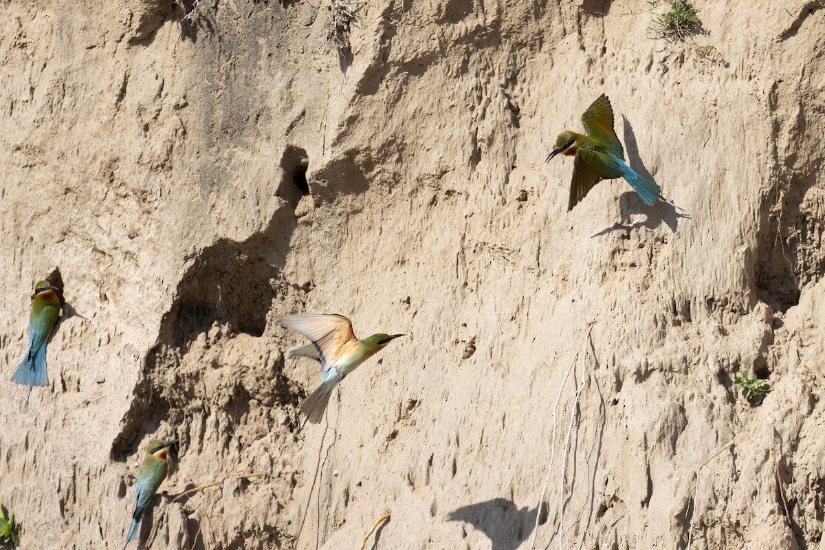Blue-tailed Bee-eater - ML642912218