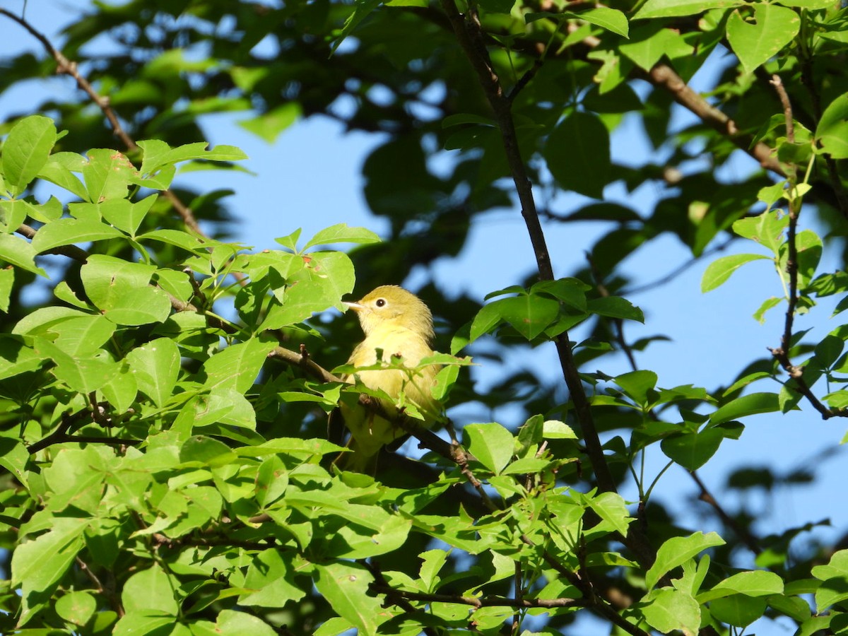 Yellow Warbler - ML642912220