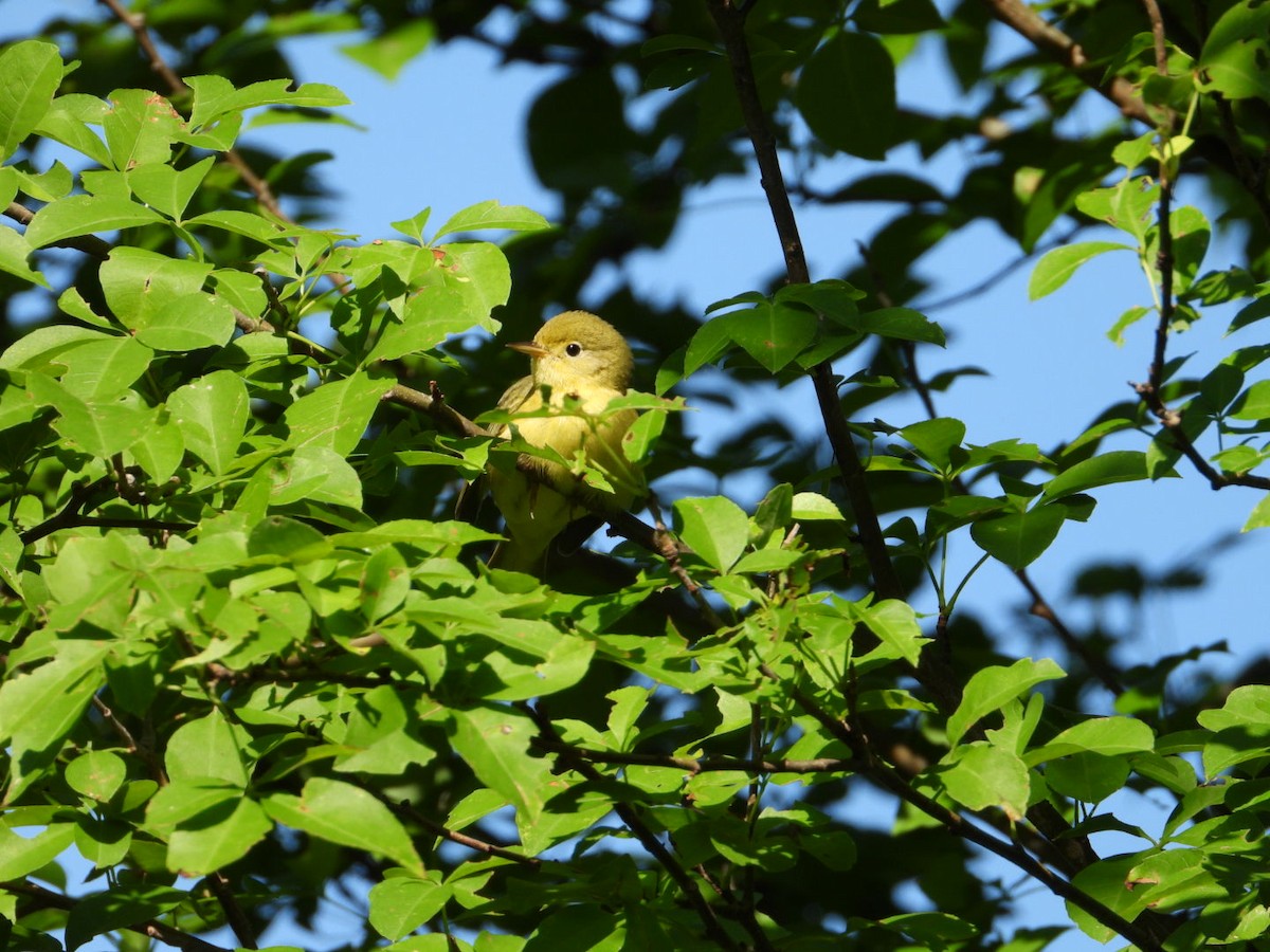 Yellow Warbler - ML642912221
