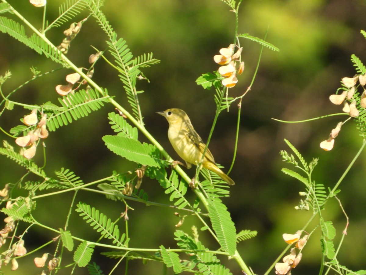 Yellow Warbler - ML642912222