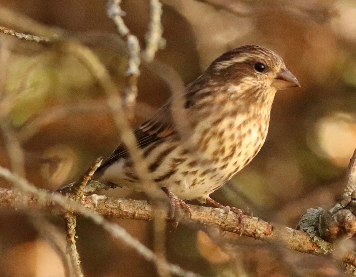 Purple Finch - ML642912223
