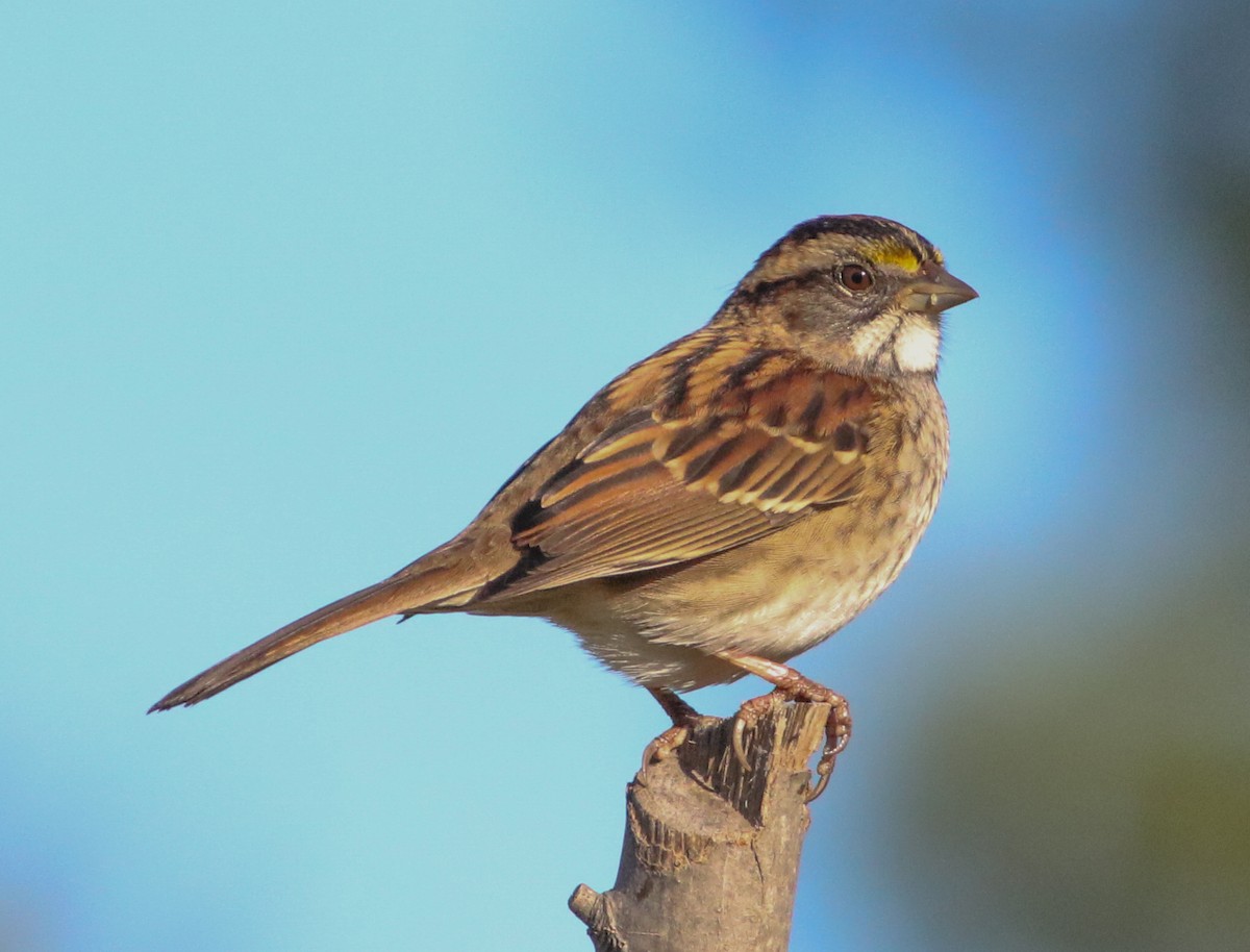White-throated Sparrow - ML642912227