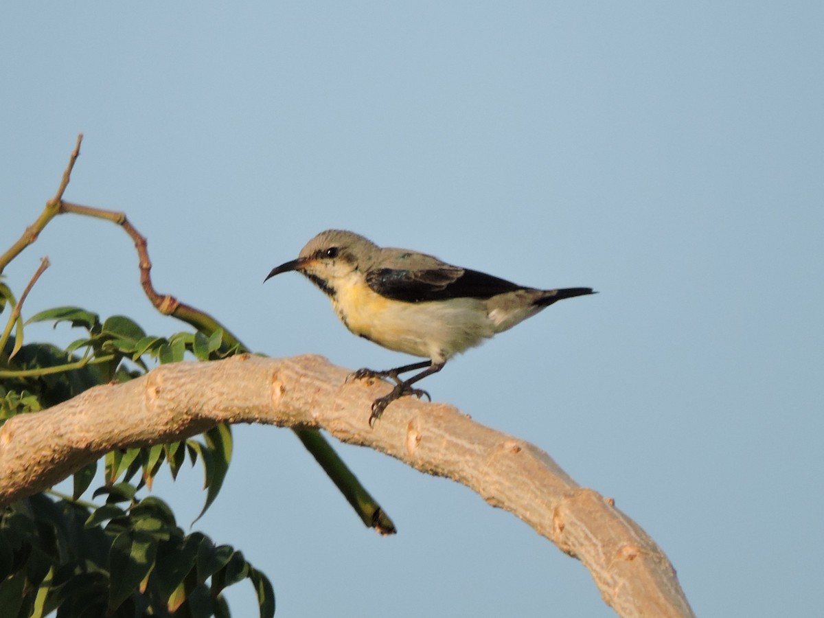 Purple Sunbird - Samuel Beerkens