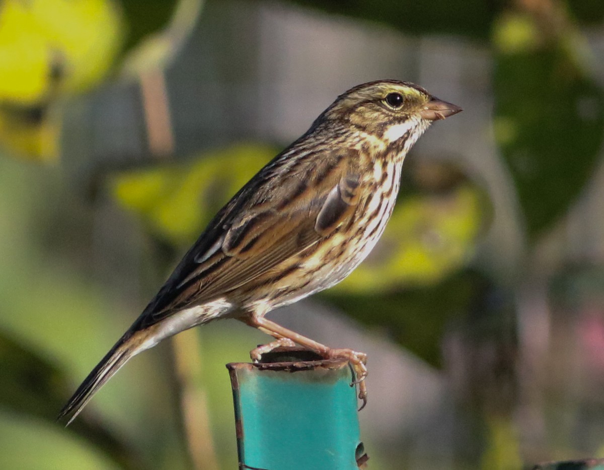 Savannah Sparrow (Savannah) - ML642912243