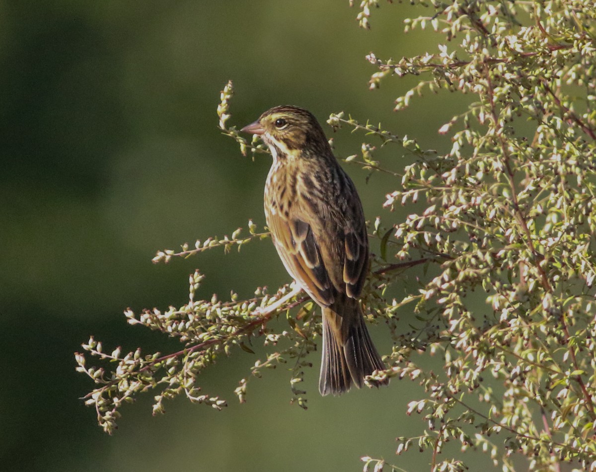 Savannah Sparrow (Savannah) - ML642912244