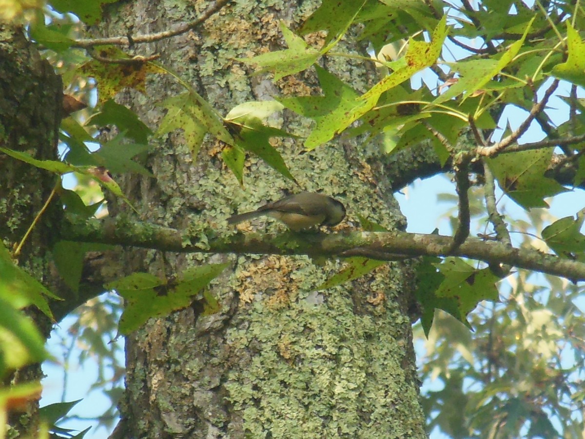 Carolina Chickadee - ML642912254