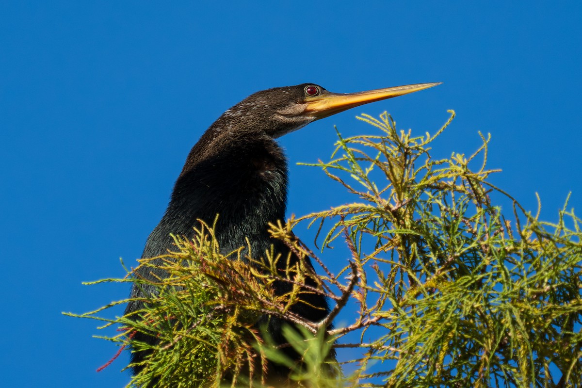 Anhinga - ML642912263