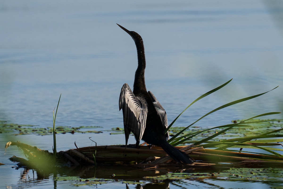 Anhinga - ML642912264