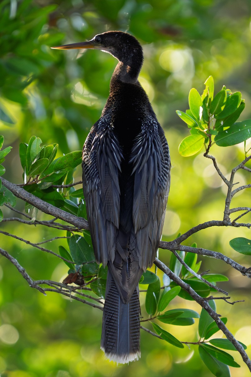 Anhinga - ML642912265