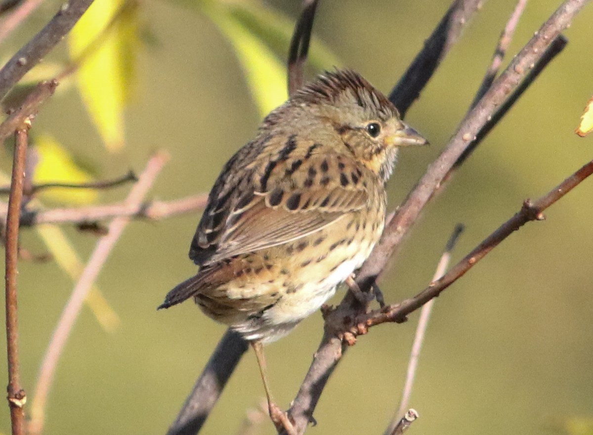 Lincoln's Sparrow - ML642912266