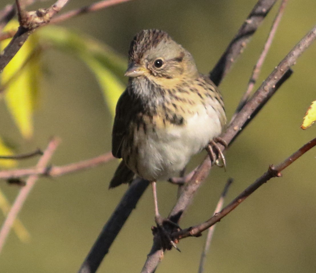 Lincoln's Sparrow - ML642912267