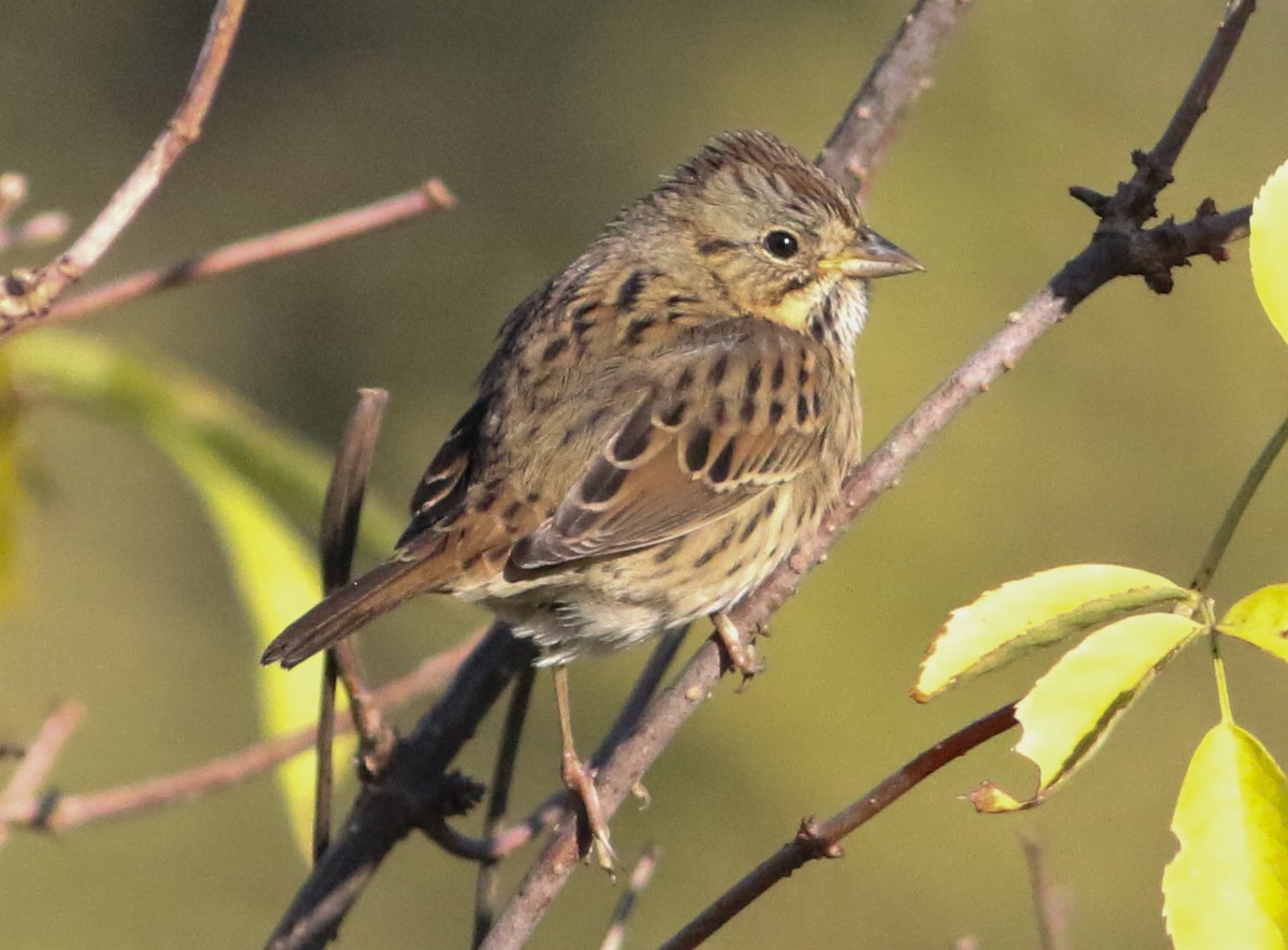 Lincoln's Sparrow - ML642912268