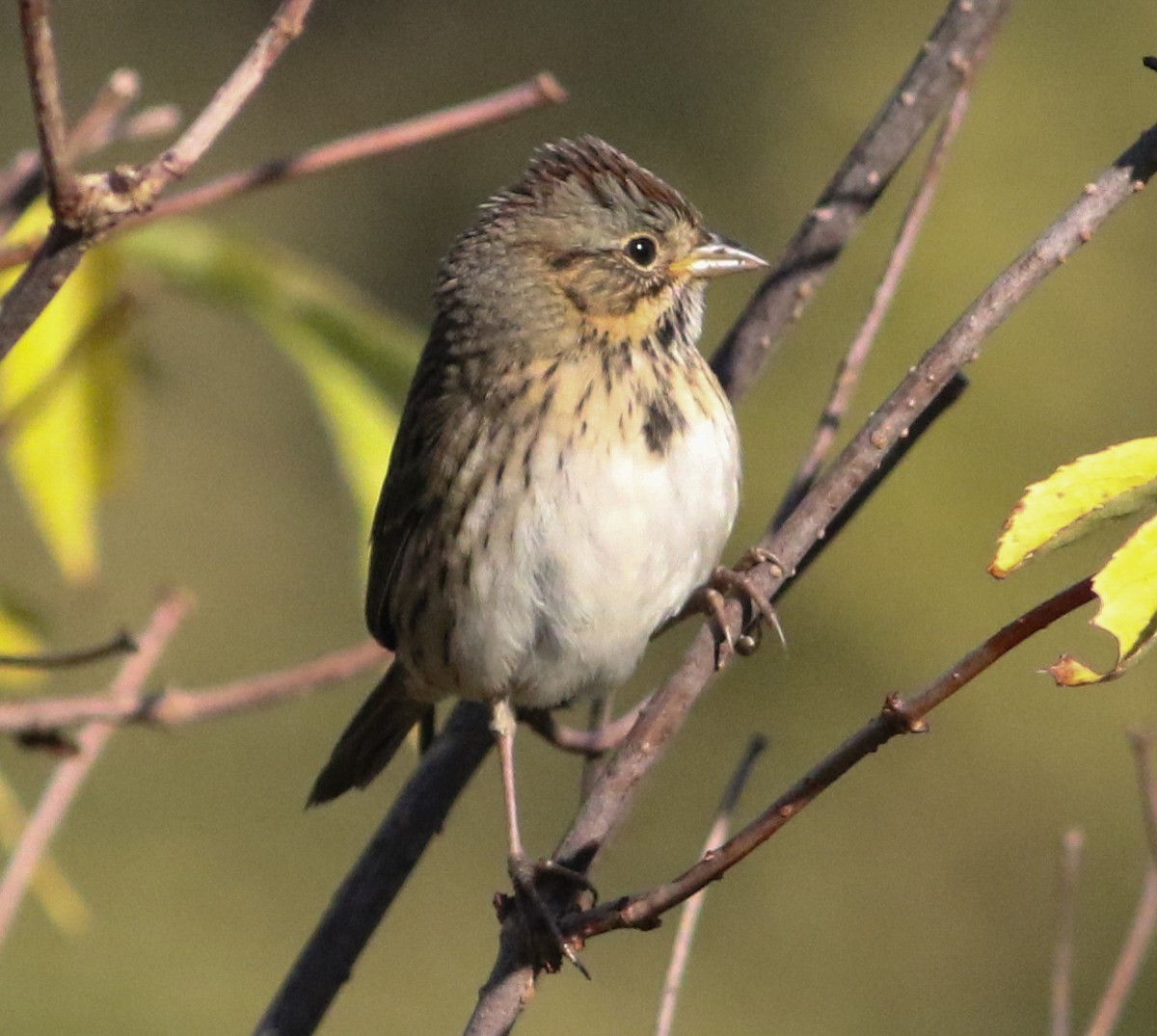 Lincoln's Sparrow - ML642912269