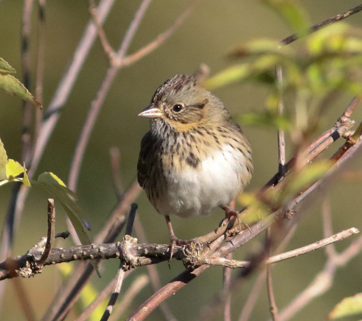 Lincoln's Sparrow - ML642912270