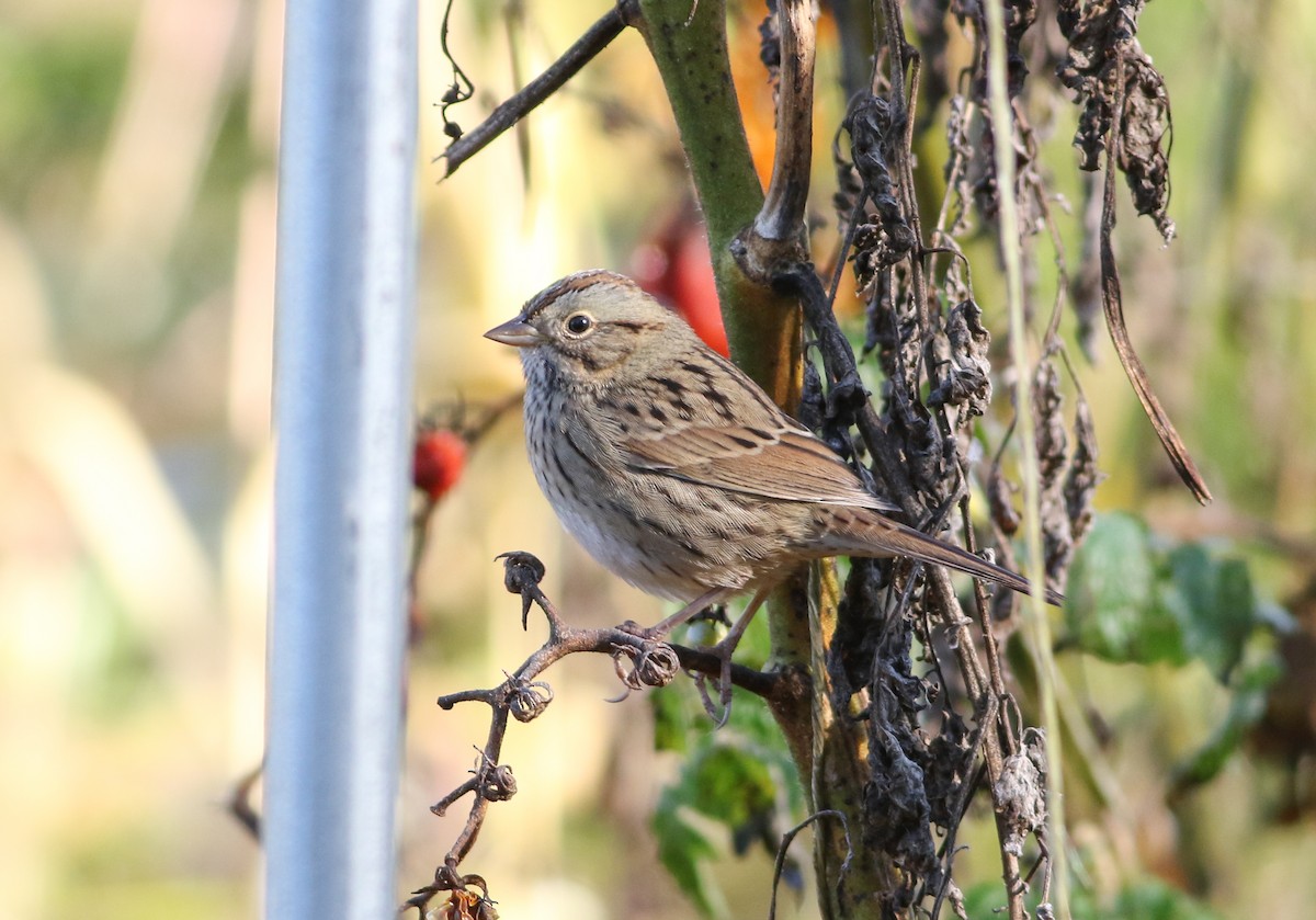 Lincoln's Sparrow - ML642912271