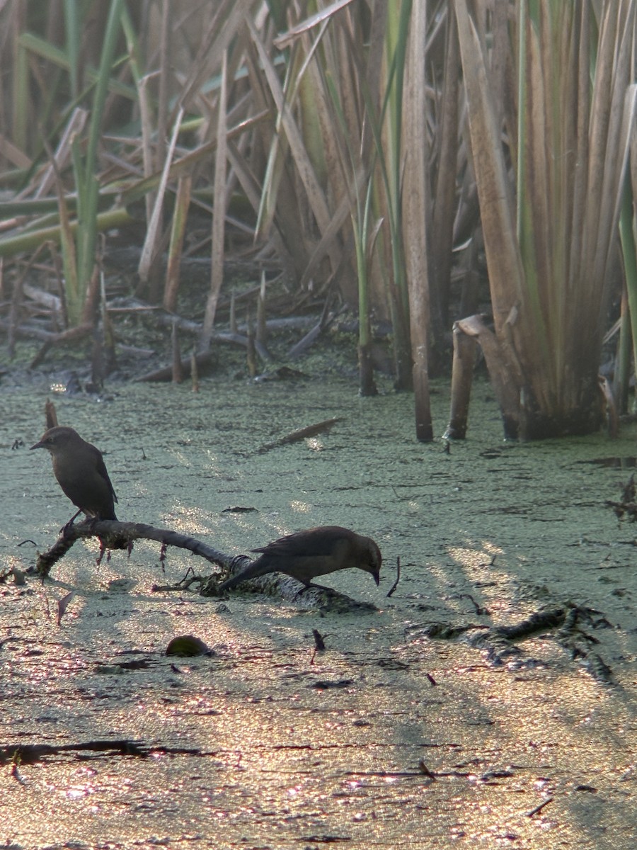 Rusty Blackbird - ML642912284