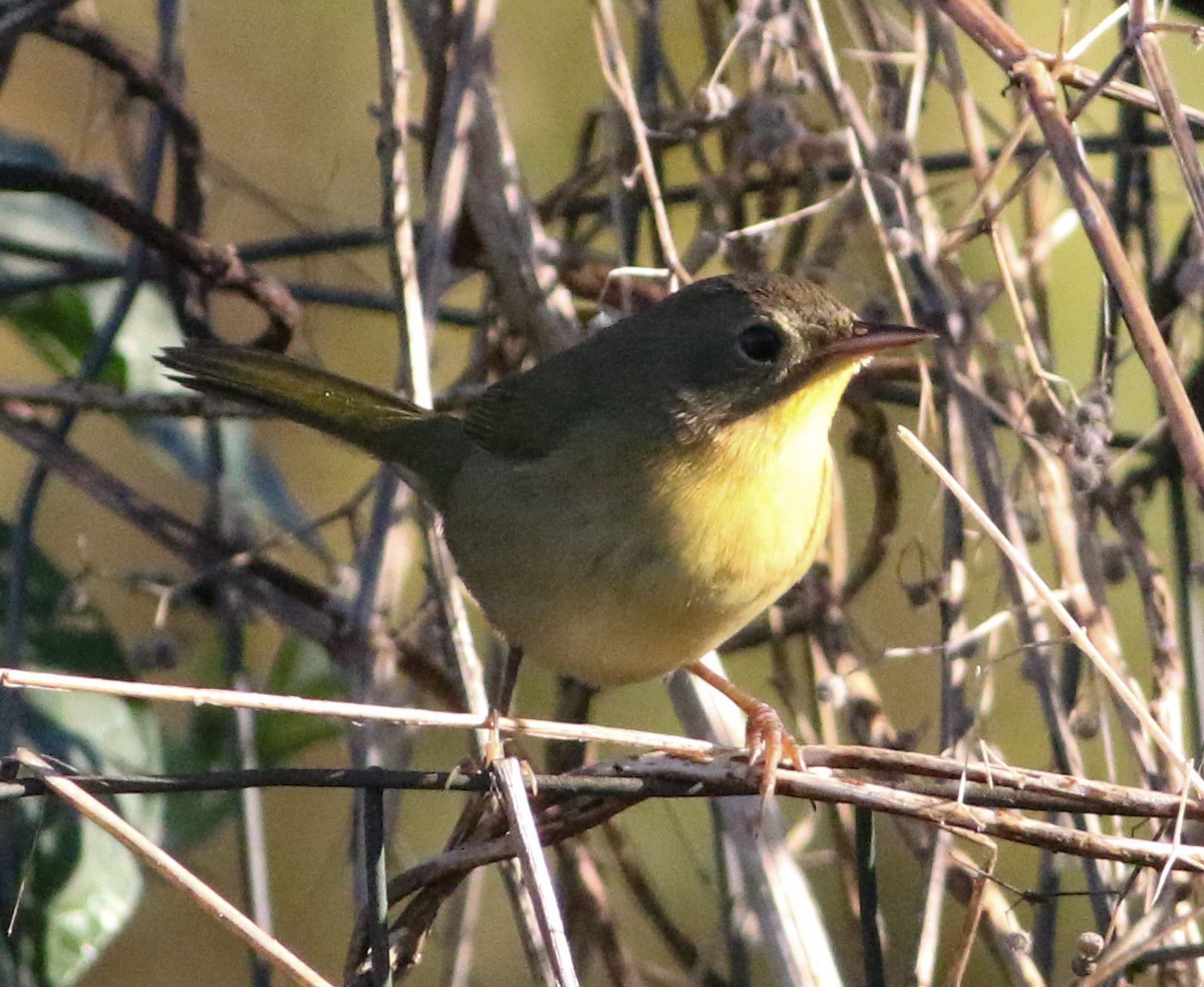 Common Yellowthroat - ML642912286