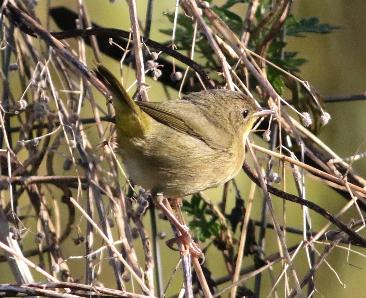 Common Yellowthroat - ML642912287