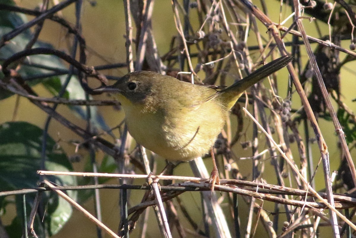 Common Yellowthroat - ML642912288