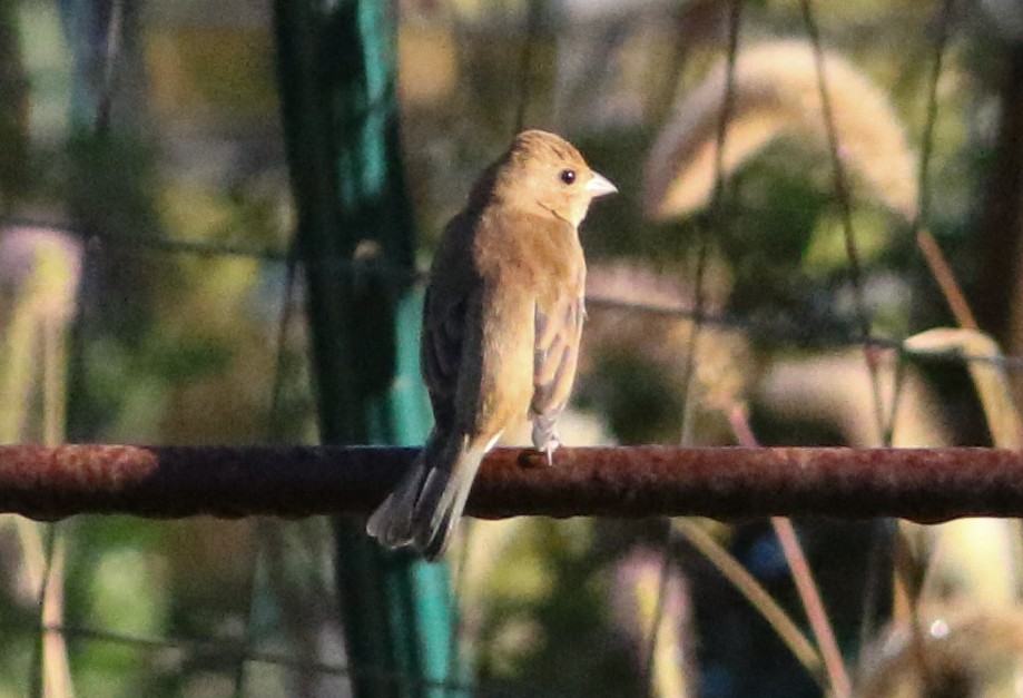 ルリノジコ - ML642912297