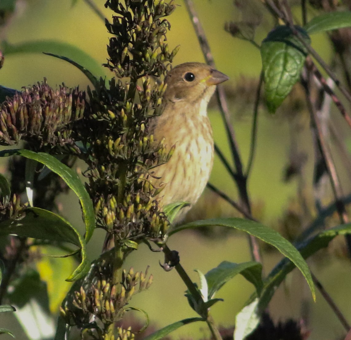 ルリノジコ - ML642912298