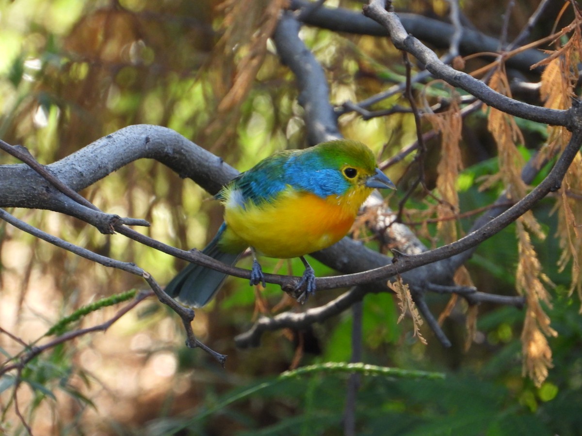 Orange-breasted Bunting - ML642912301