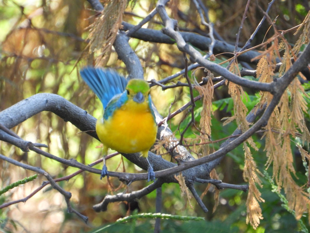 Orange-breasted Bunting - ML642912302