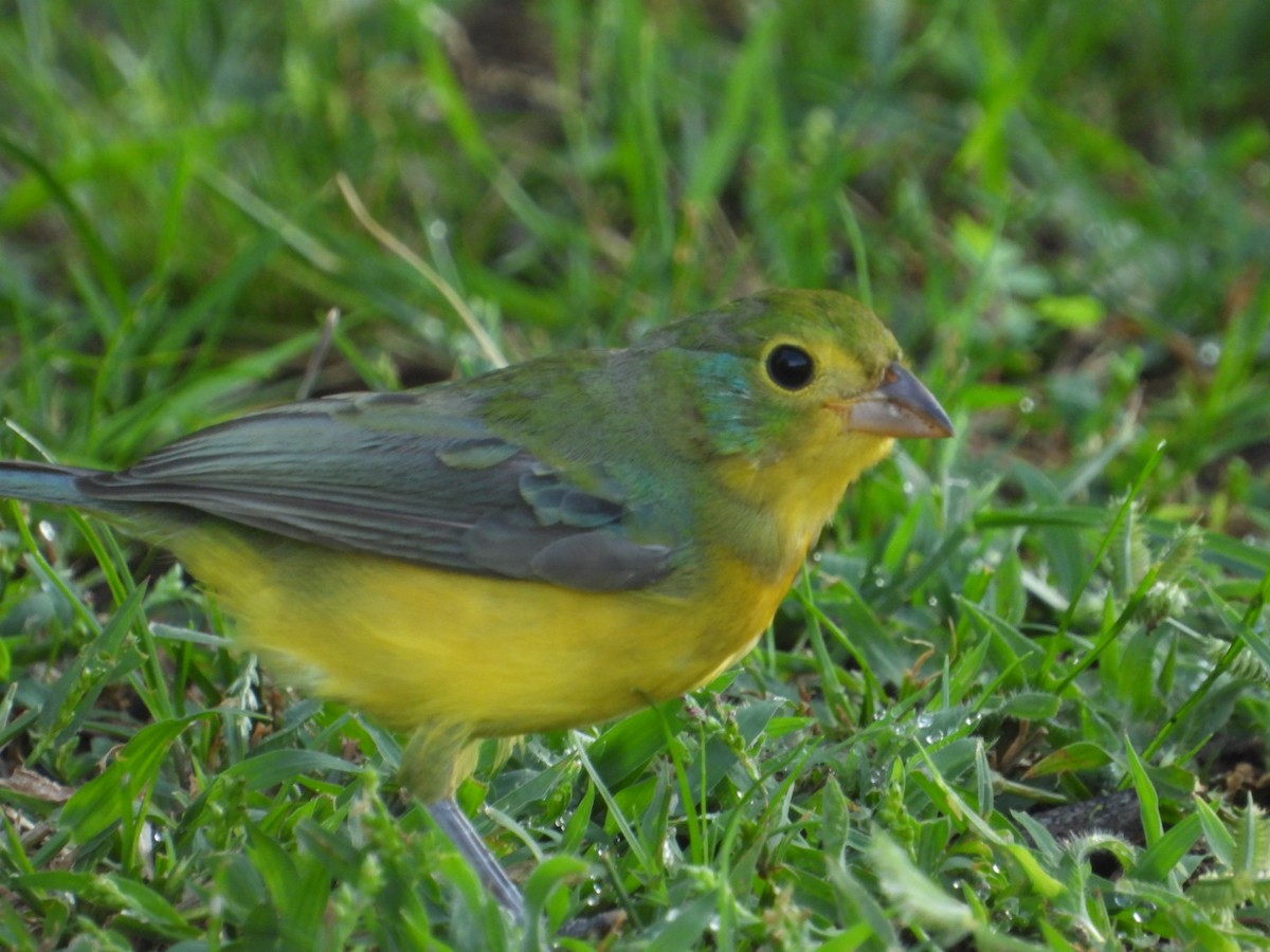 Orange-breasted Bunting - ML642912303