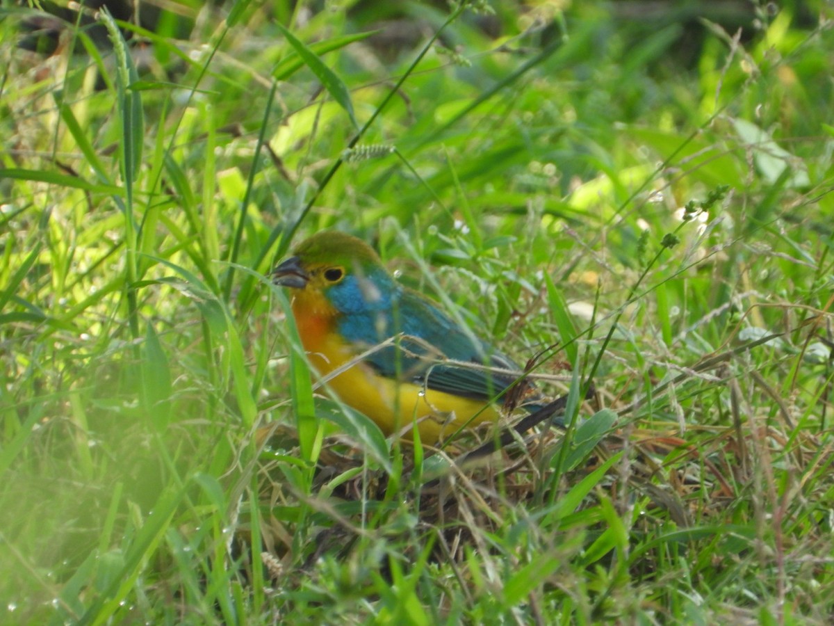 Orange-breasted Bunting - ML642912304