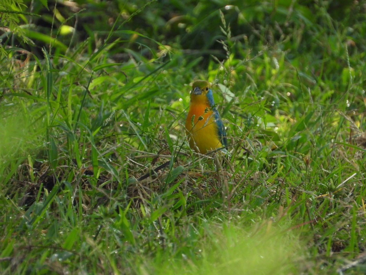 Orange-breasted Bunting - ML642912305