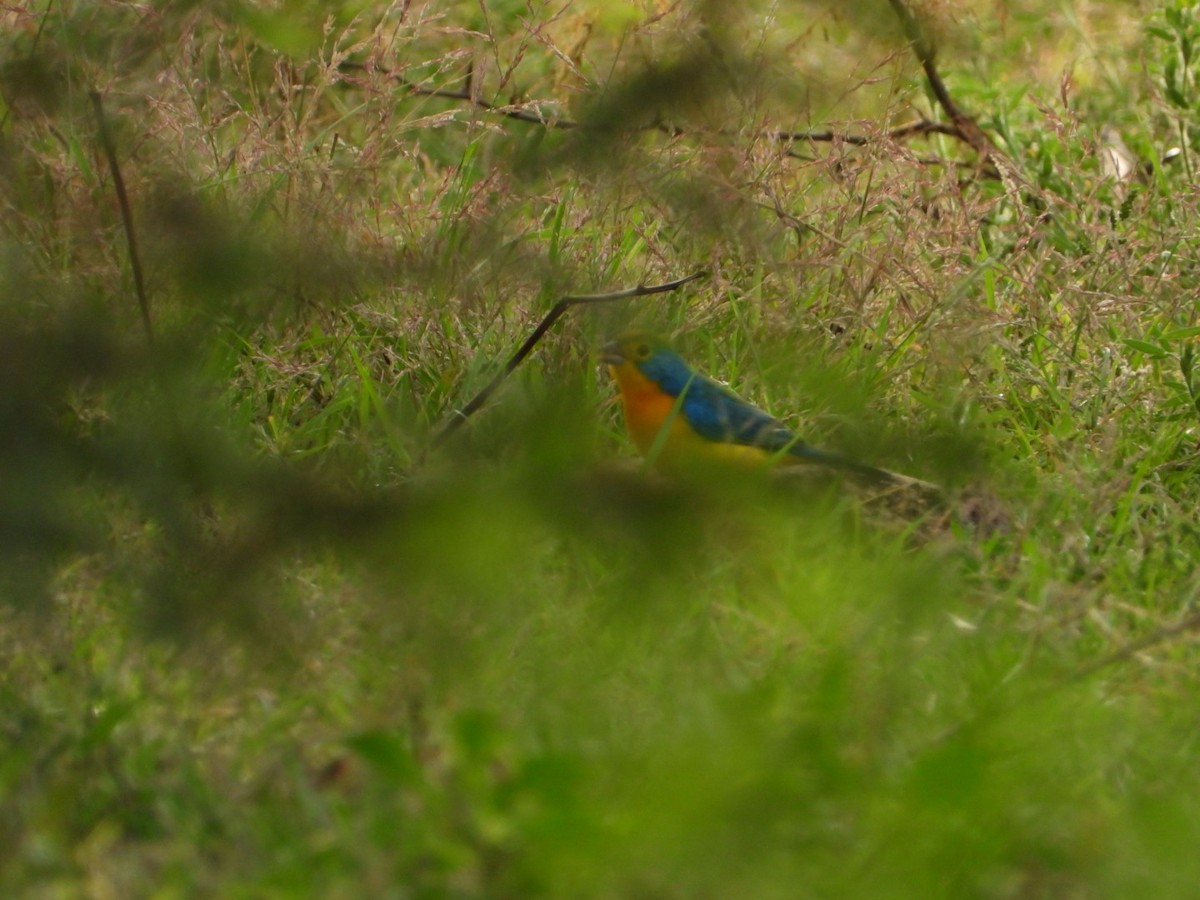 Orange-breasted Bunting - ML642912306