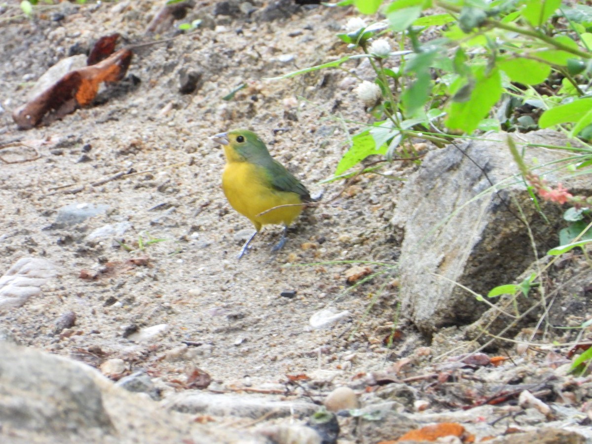 Orange-breasted Bunting - ML642912307