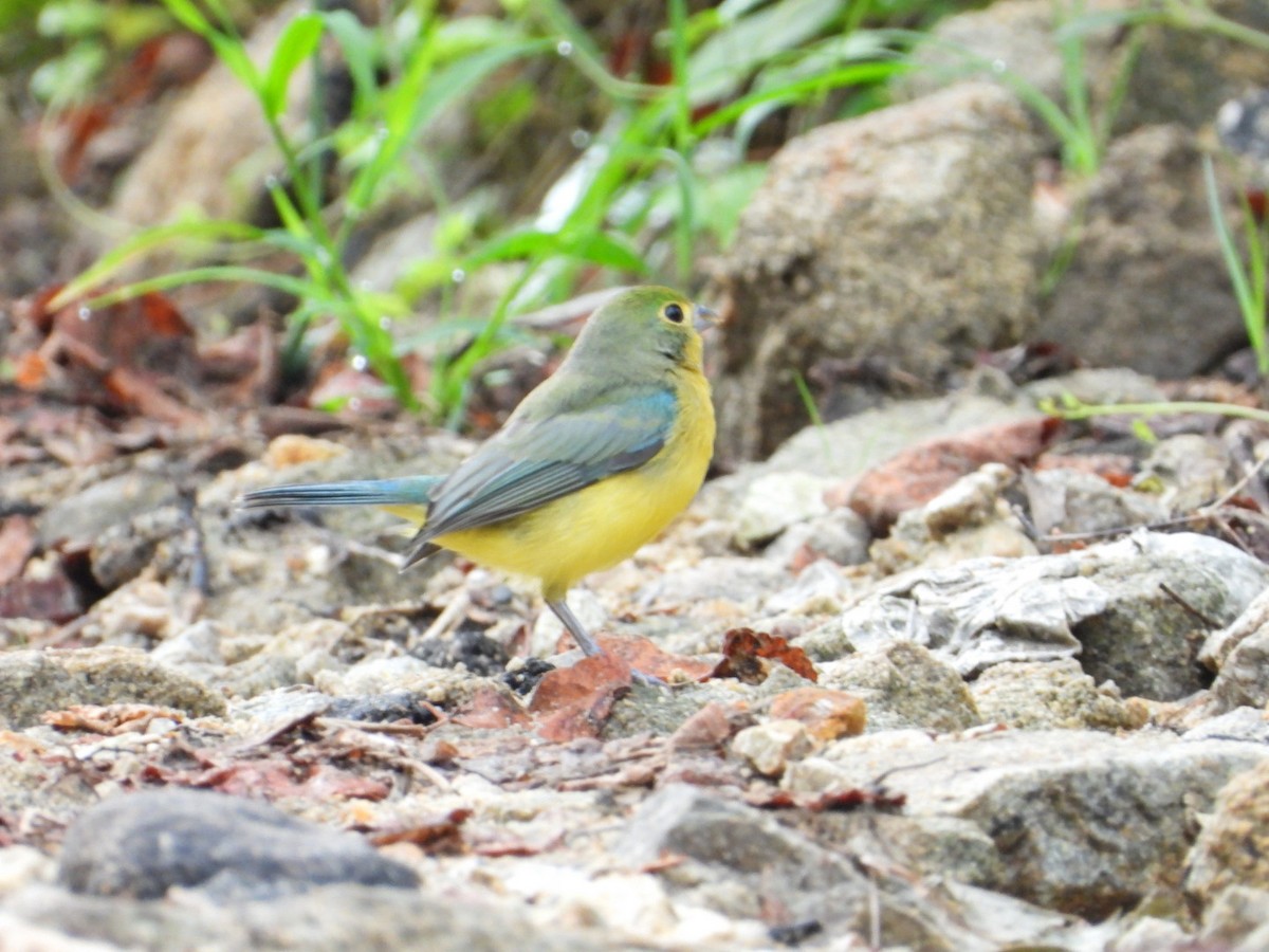 Orange-breasted Bunting - ML642912308
