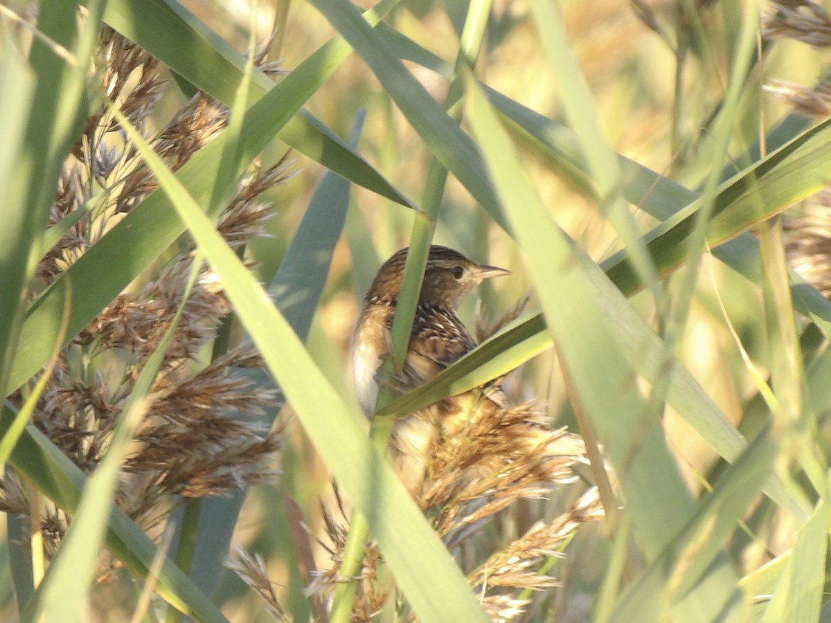 Sedge Wren - ML642912309