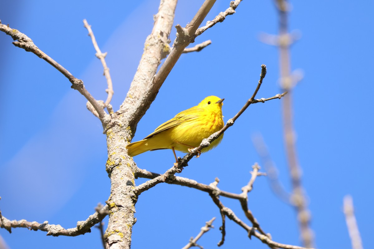Yellow Warbler - ML642912312