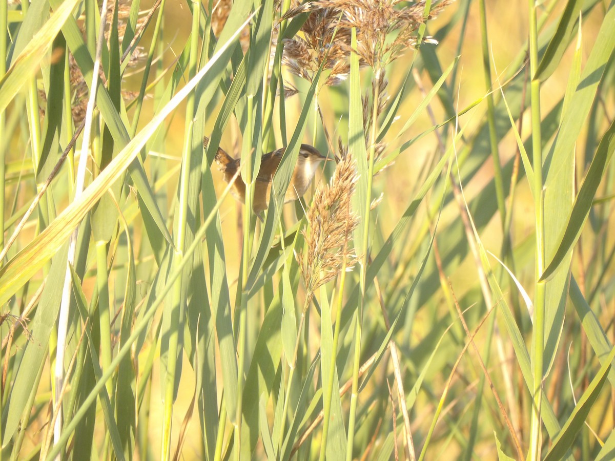 Marsh Wren - ML642912313