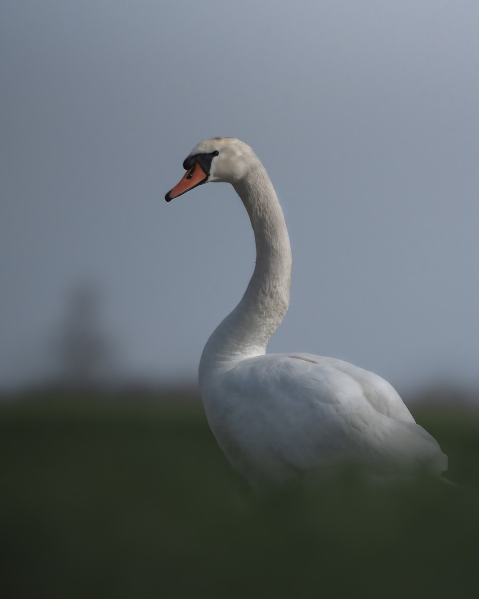 Cigno reale - ML642912321