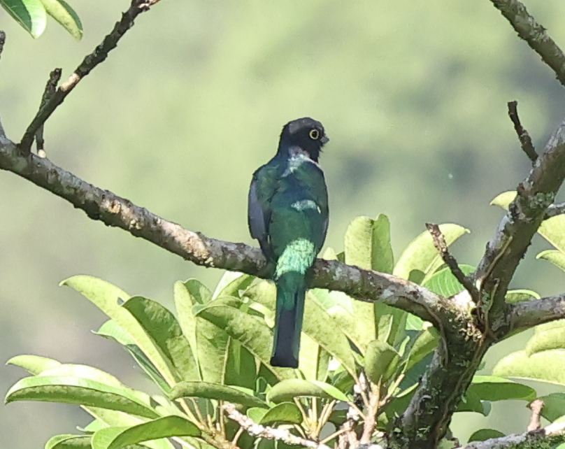 Gartered Trogon - ML642912331