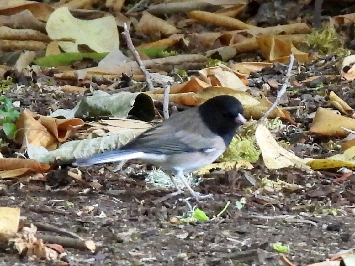 Dark-eyed Junco (Oregon) - ML642912341
