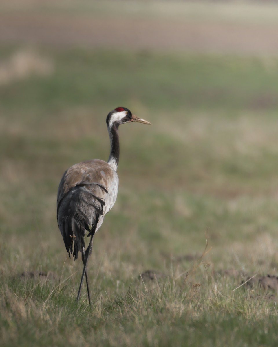 Common Crane - Matteo Mambelli