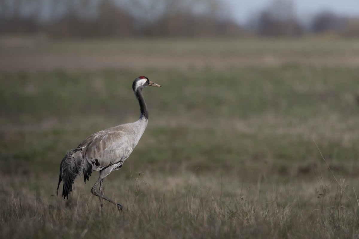Common Crane - Matteo Mambelli