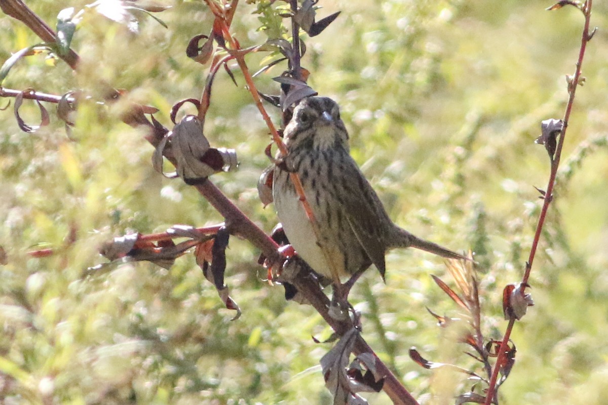 Lincoln's Sparrow - ML642912346