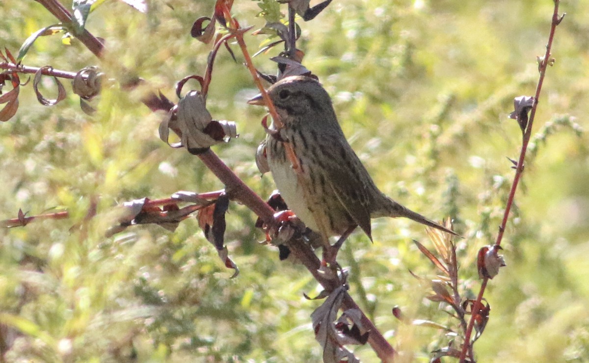 Lincoln's Sparrow - ML642912347