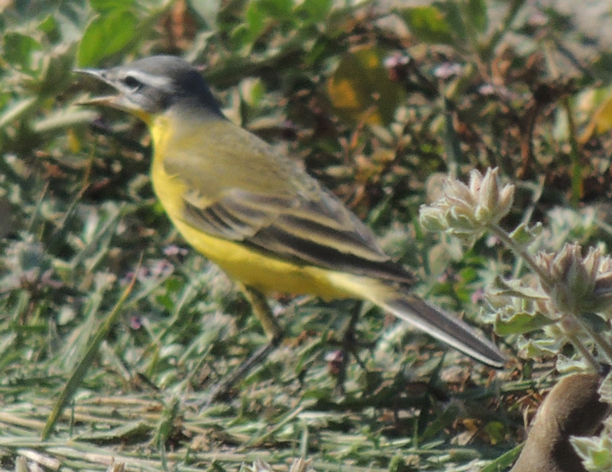 Western Yellow Wagtail (beema) - ML642912348