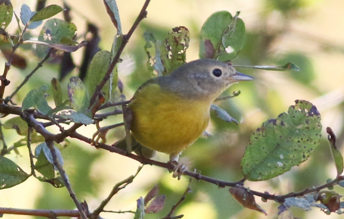 Nashville Warbler - ML642912352