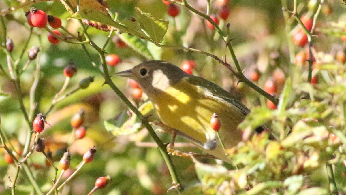 Nashville Warbler - ML642912353