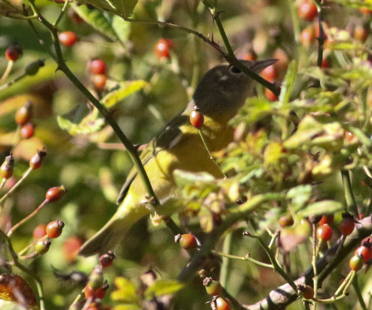 Nashville Warbler - ML642912354