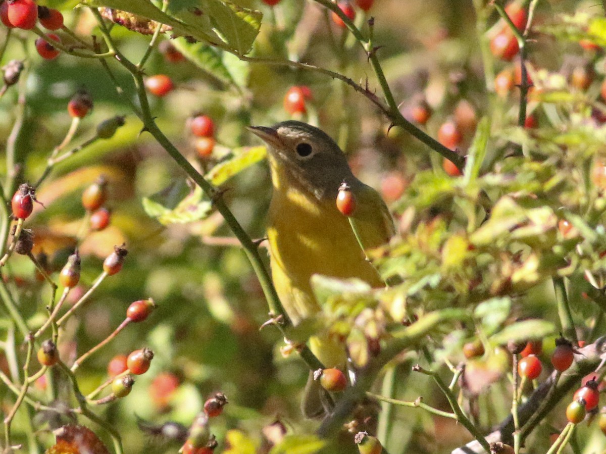 Nashville Warbler - ML642912355