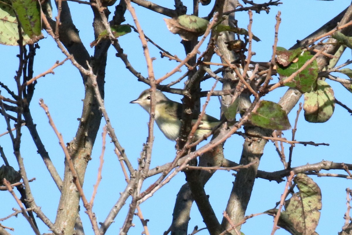 sangvireo - ML642912357